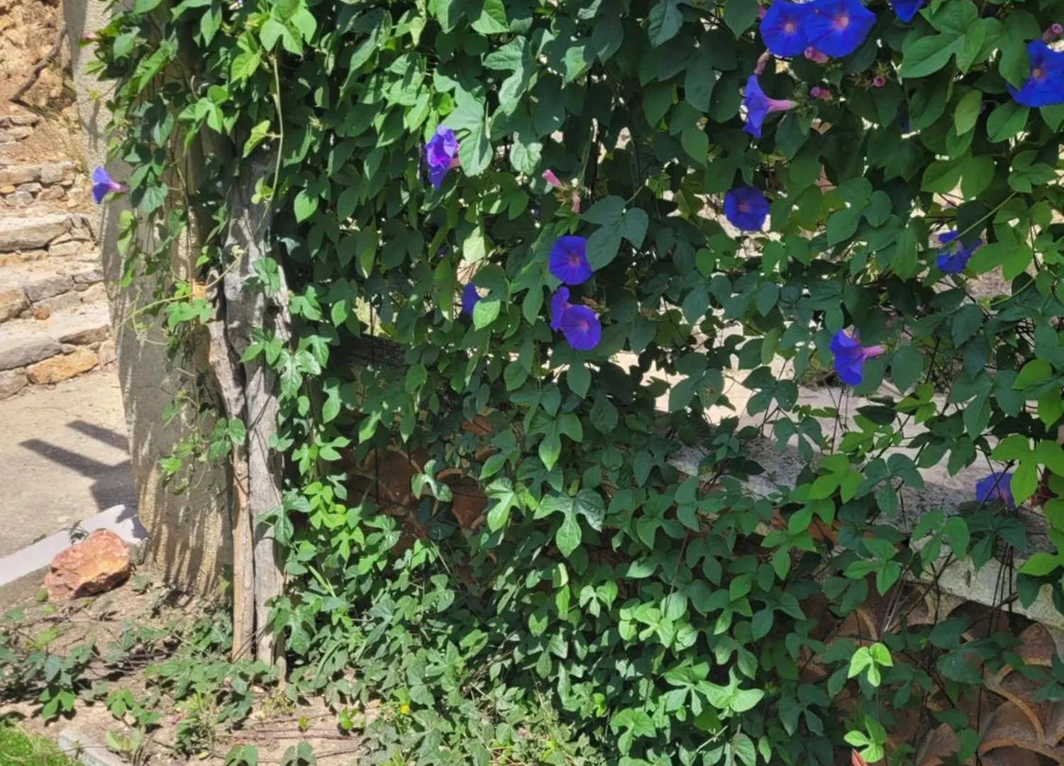 Bed & Breakfast Le Mas Les Salamandres Lorgues