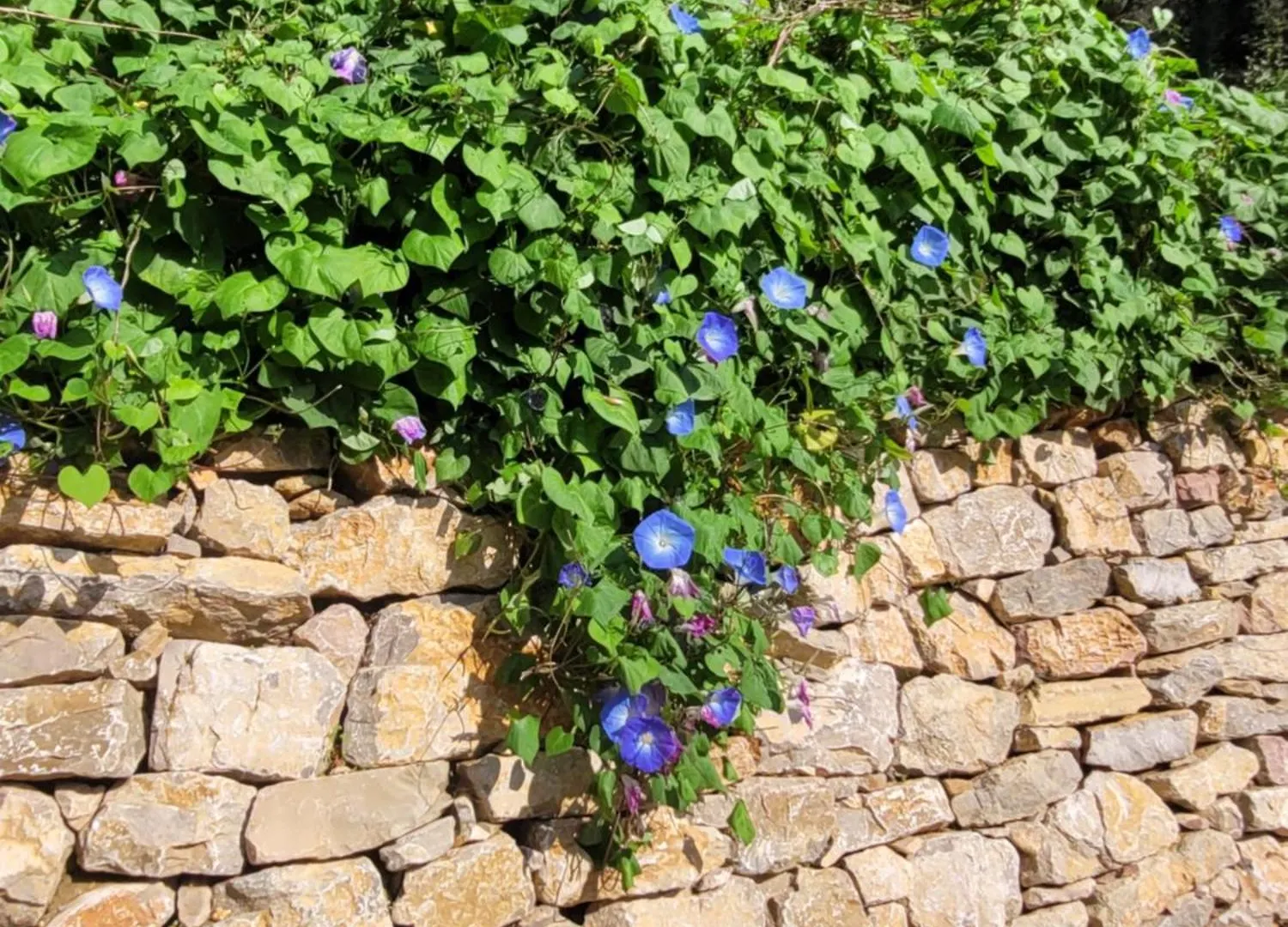 Le Mas Les Salamandres Lorgues 0*,  France
