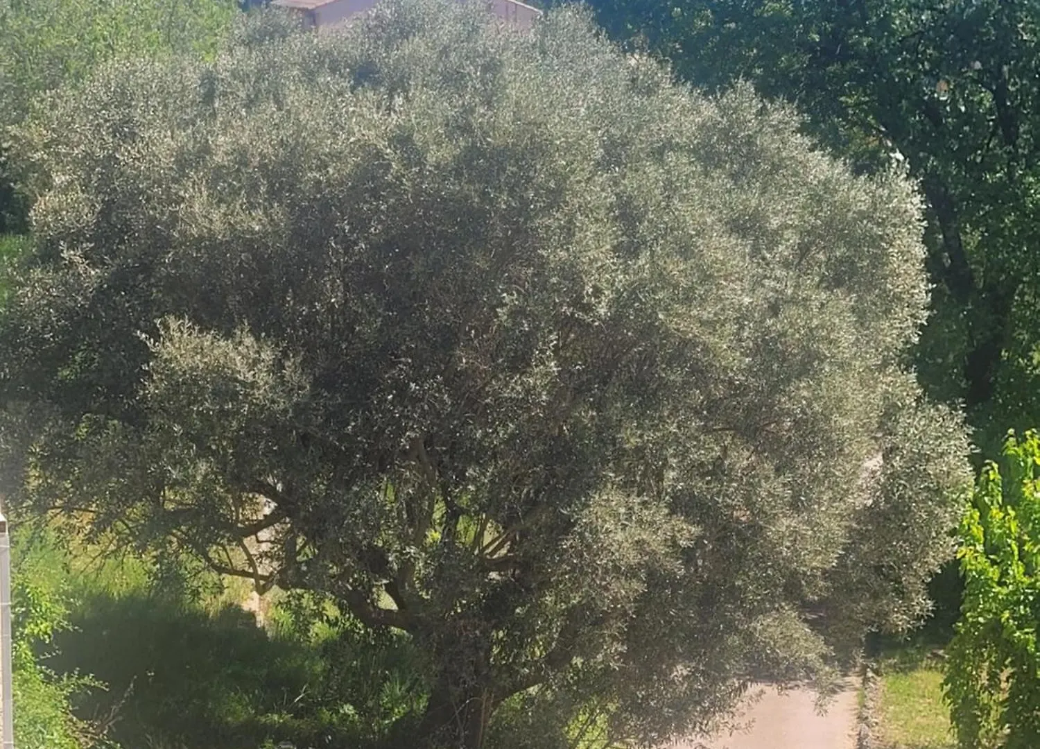 Bed & Breakfast Le Mas Les Salamandres Lorgues France